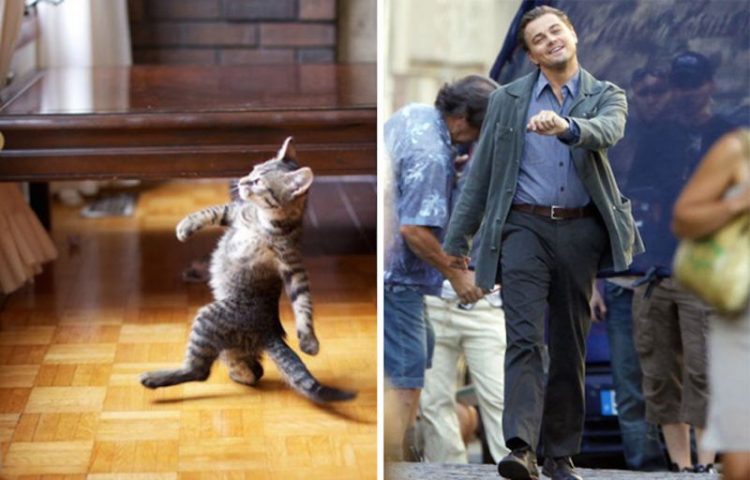 10 смешных фото кошек, похожих на известных людей