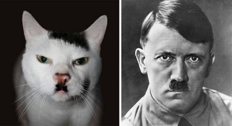 10 смешных фото кошек, похожих на известных людей