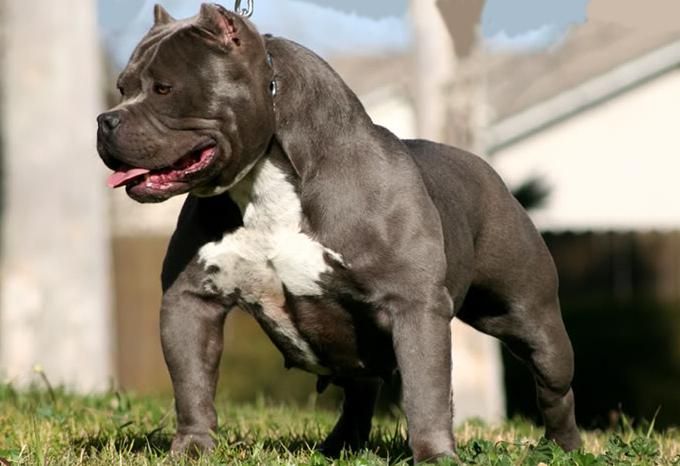 List of the Most Dangerous Dog Breeds