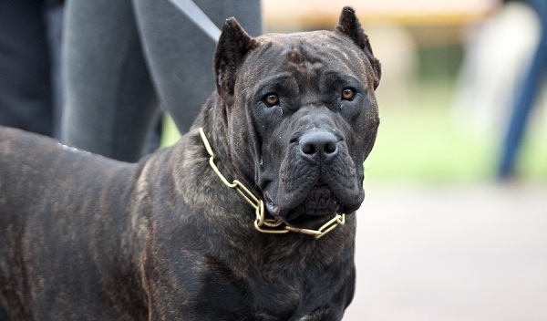 List of the Most Dangerous Dog Breeds