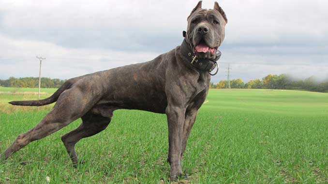 List of the Most Dangerous Dog Breeds