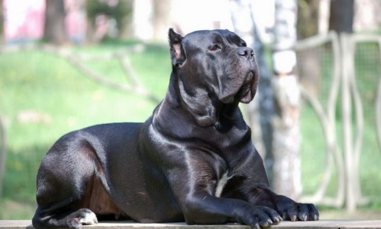 List of the Most Dangerous Dog Breeds • Page 27 of 30 • 360photonews.com