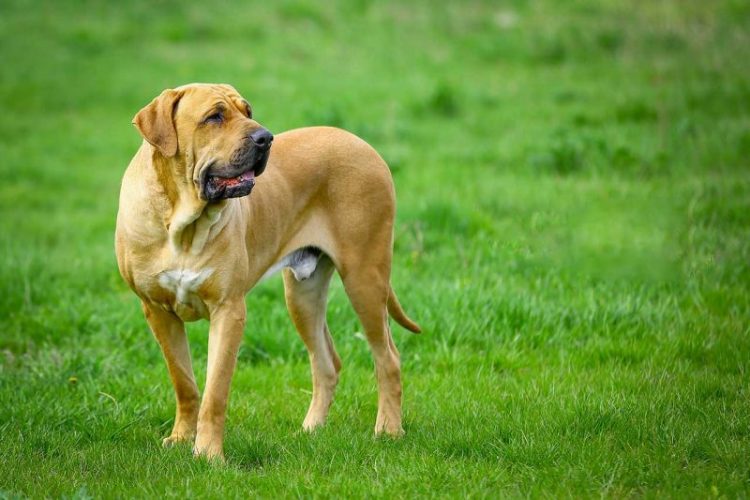 List of the Most Dangerous Dog Breeds