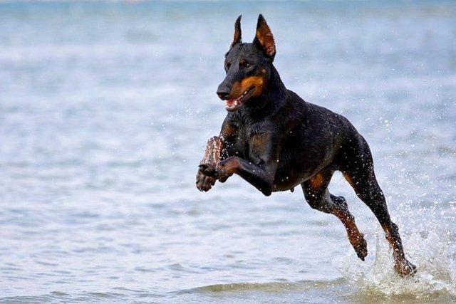 List of the Most Dangerous Dog Breeds