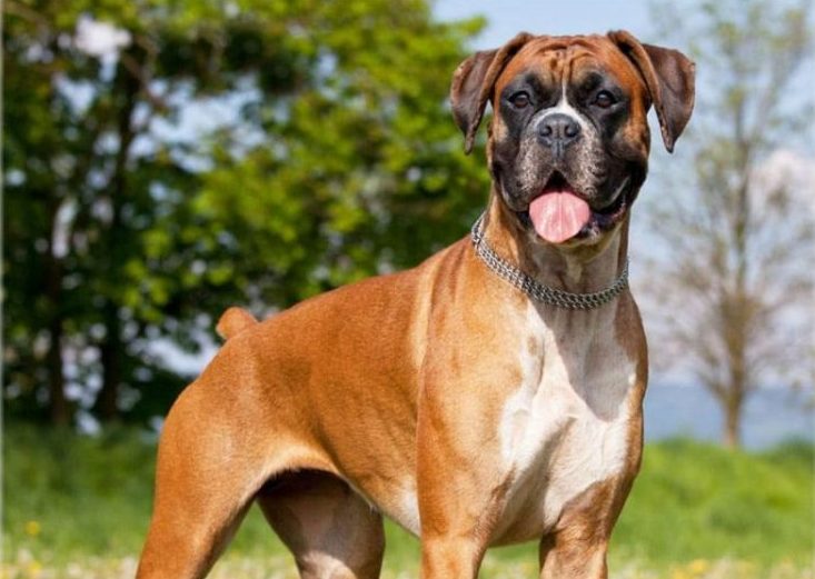 List of the Most Dangerous Dog Breeds