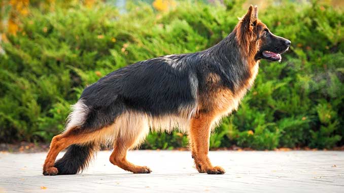 List of the Most Dangerous Dog Breeds