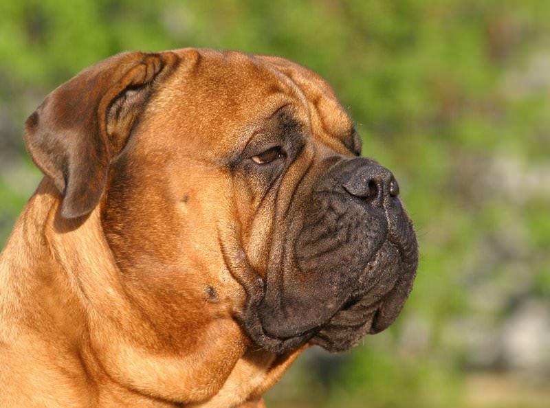 List of the Most Dangerous Dog Breeds