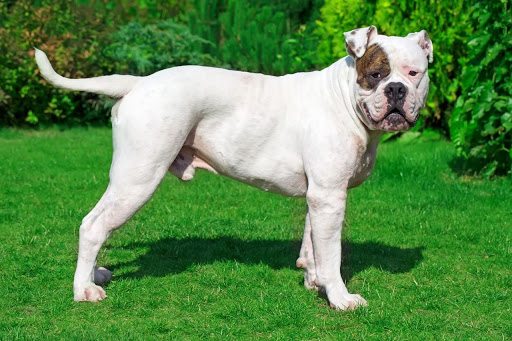 List of the Most Dangerous Dog Breeds