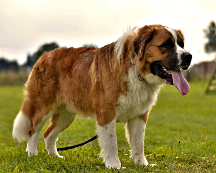 List of the Most Dangerous Dog Breeds