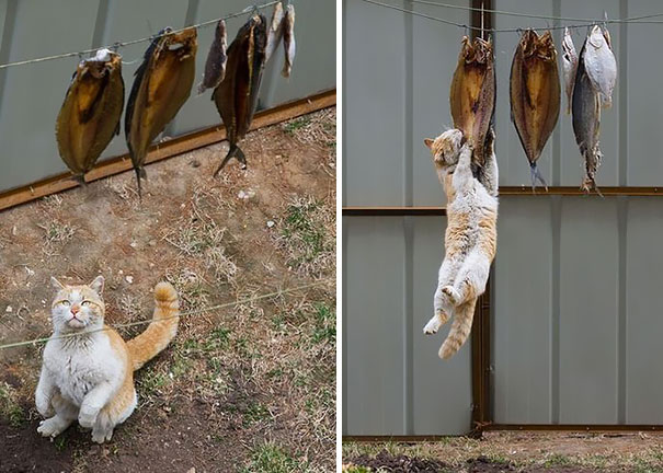 Забавные снимки кошек-воришек, пойманых на горячем, 30 фото