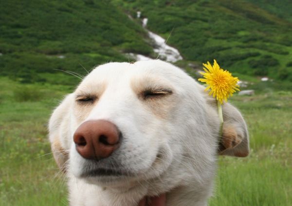 Самые смешные и эмоциональные собаки в мире, 40 фото