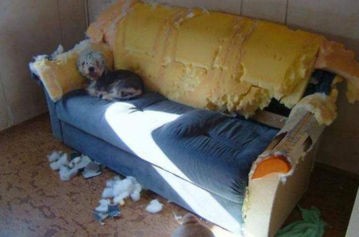 Самые смешные и эмоциональные собаки в мире, 40 фото