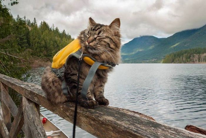 Коты-путешественники: 26 забавных фото