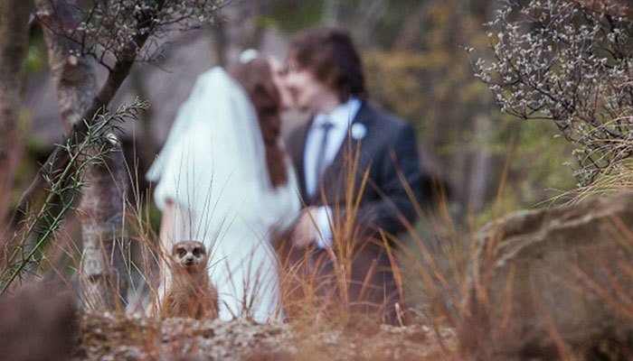 Ruined Weddings: Comic Photo Collection