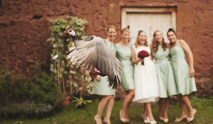 Ruined Weddings: Comic Photo Collection