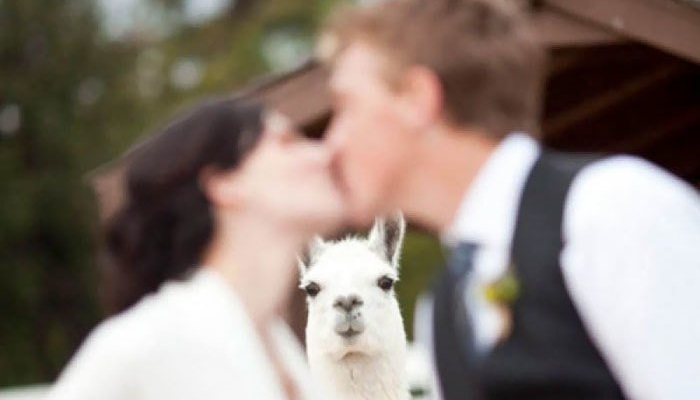 Ruined Weddings: Comic Photo Collection