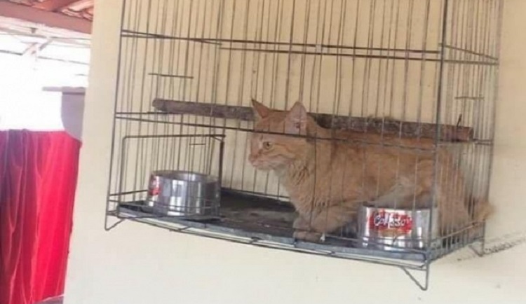 Странные снимки, которые могут ввести вас в ступор, 20 фото