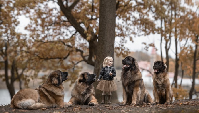 Маленькие дети и большие собаки, 22 фото