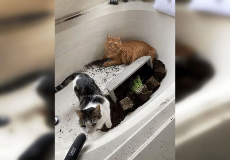нашкодившие коты и собаки 