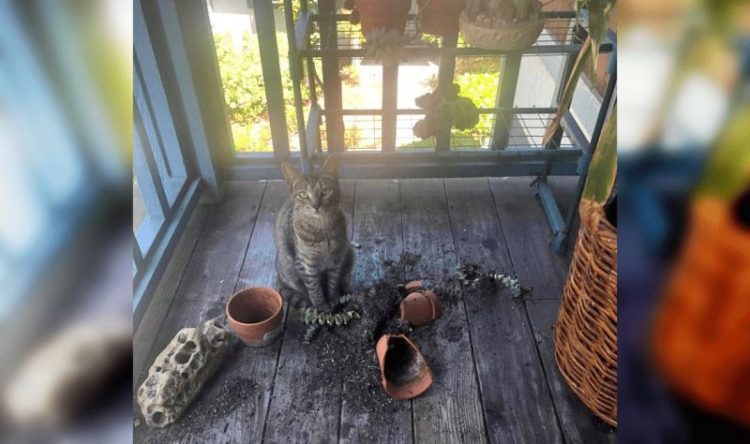 нашкодившие коты и собаки 