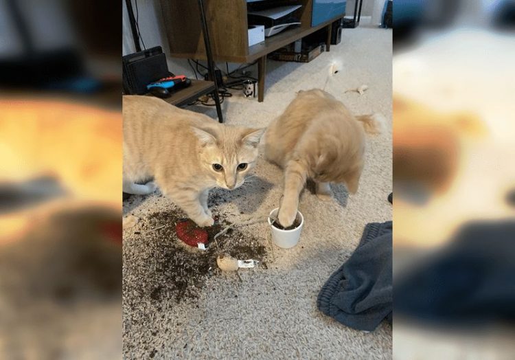 нашкодившие коты и собаки 