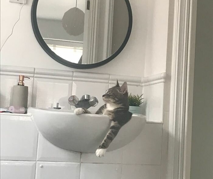 Фото котов, которые гармонично вписываются везде
