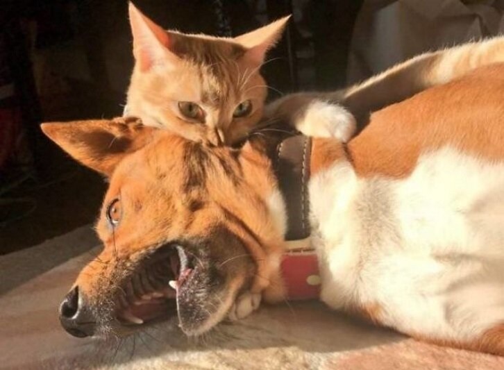 Фото котов, которые гармонично вписываются везде