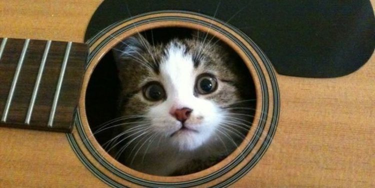 Фото котов, которые гармонично вписываются везде