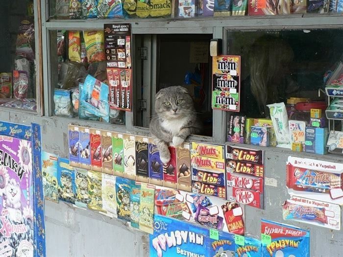 Фото котов, которые гармонично вписываются везде