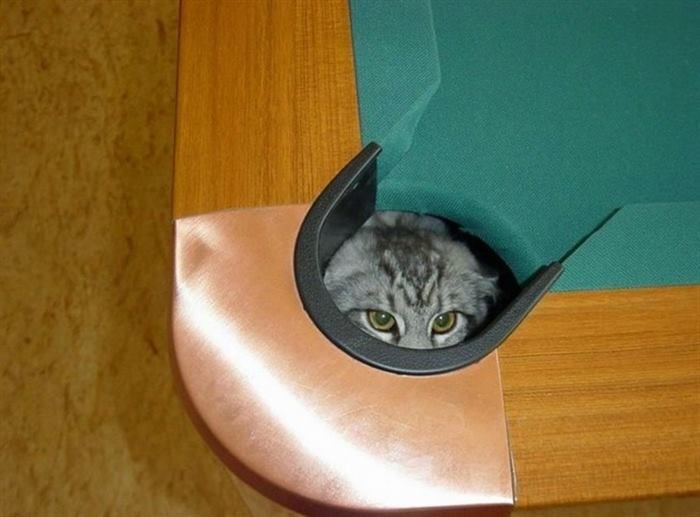 Фото котов, которые гармонично вписываются везде