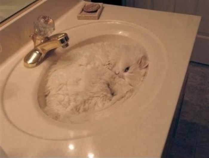 Фото котов, которые гармонично вписываются везде