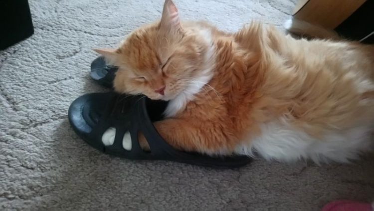 Фото котов, которые гармонично вписываются везде