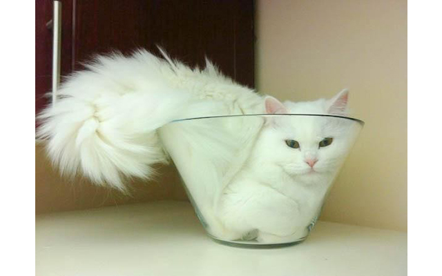 Фото котов, которые гармонично вписываются везде