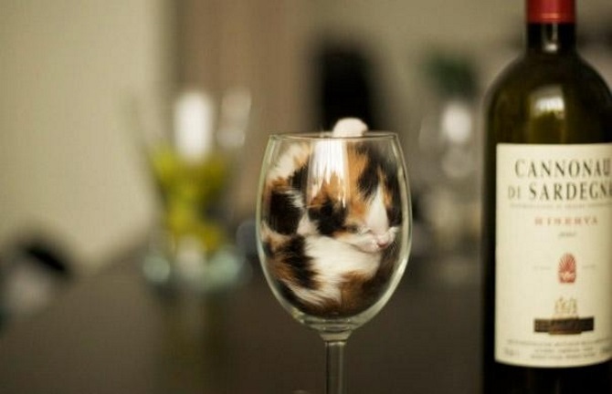 Фото котов, которые гармонично вписываются везде
