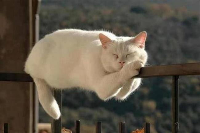 Фото котов, которые гармонично вписываются везде