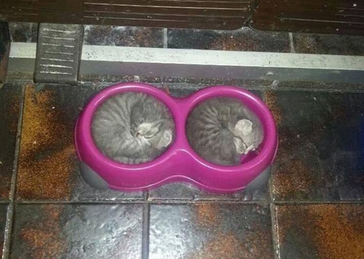 Фото котов, которые гармонично вписываются везде