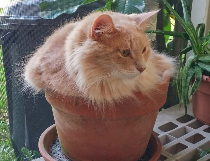 Фото котов, которые гармонично вписываются везде