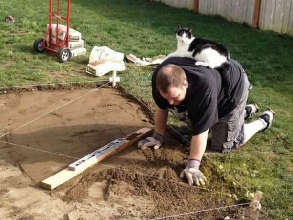Фото котов, которые гармонично вписываются везде