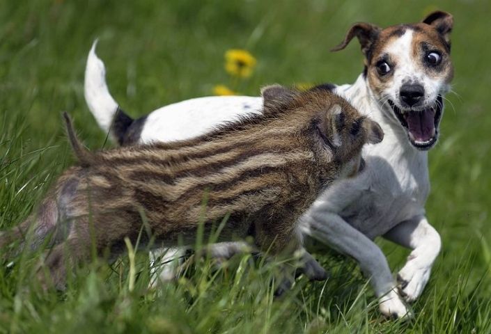 30 фото о необычной дружбе между животными