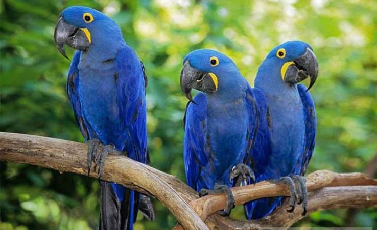 20 фото самых ярких птиц планеты