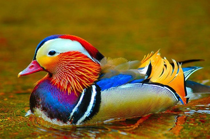 20 фото самых ярких птиц планеты