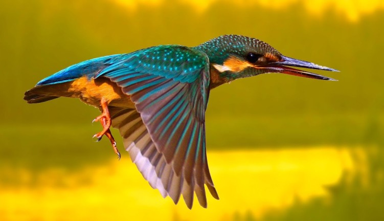 20 фото самых ярких птиц планеты