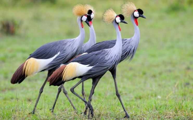 20 фото самых ярких птиц планеты