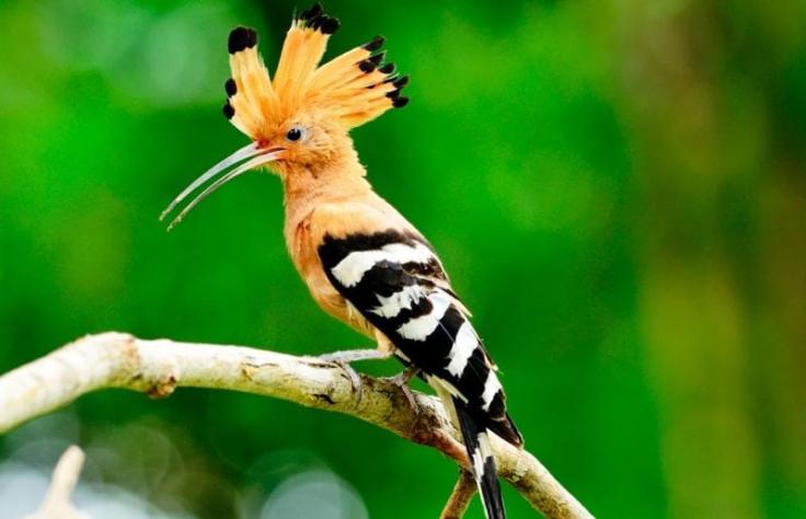 20 фото самых ярких птиц планеты