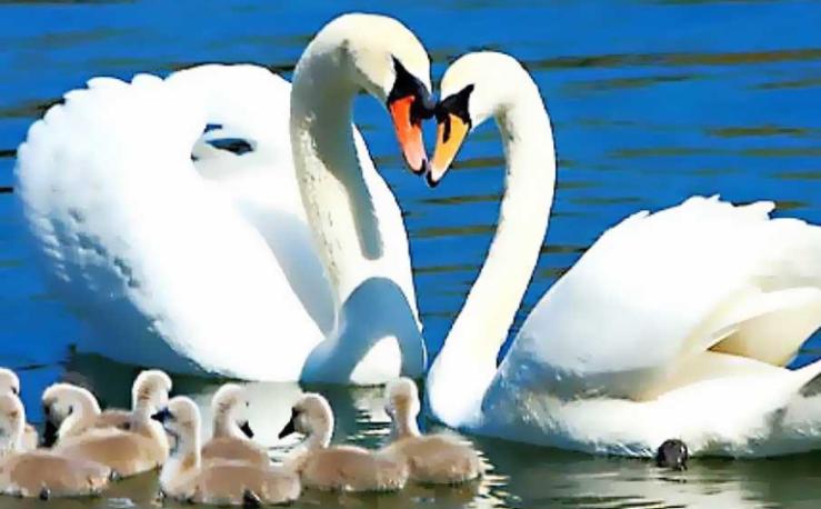 20 фото самых ярких птиц планеты