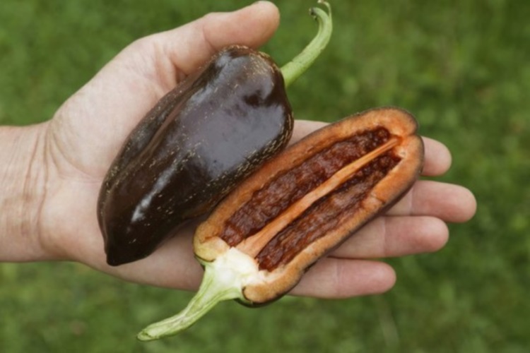 Экзотические продукты, которые приобрели популярность среди гурманов, 30 фото