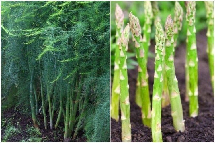 Экзотические продукты, которые приобрели популярность среди гурманов, 30 фото