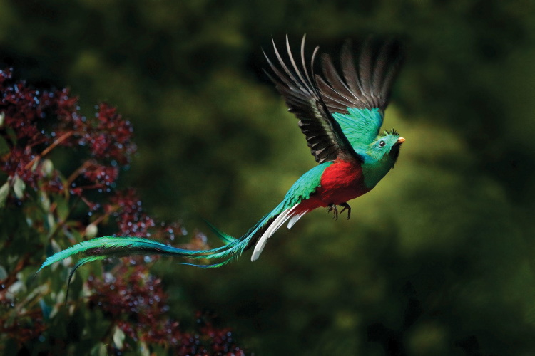 Красивейшие национальные птицы мира, 50 фото