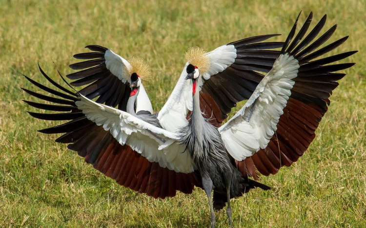 Красивейшие национальные птицы мира, 50 фото