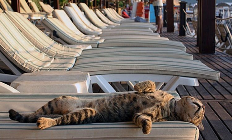 30 животных, которые научат, как нужно проводить лето
